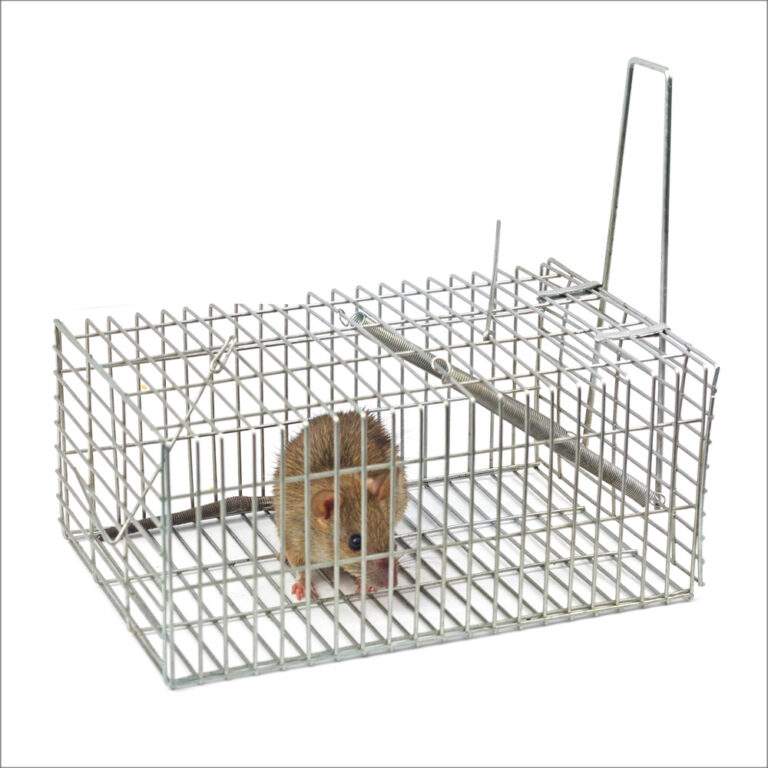 Pet-Safe Rat Traps